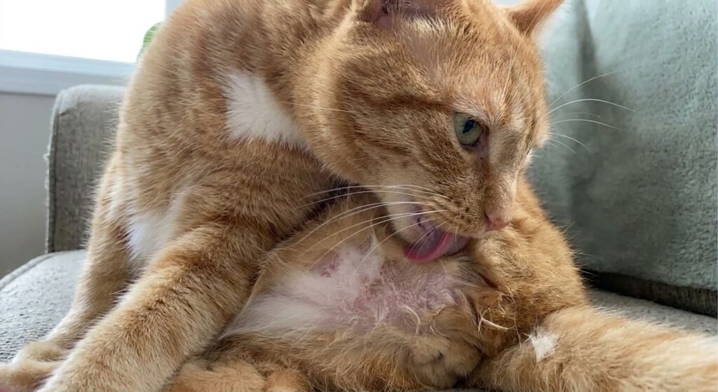 An indoor cat excessively grooming its belly due to severe environmental stress