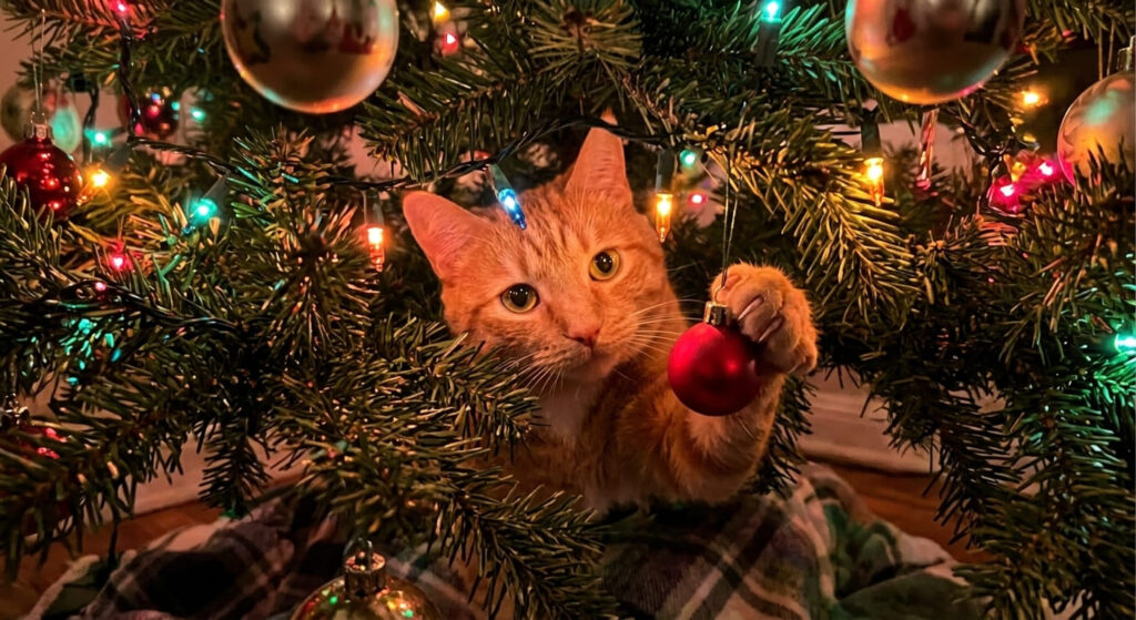 An orange tabby cat climbing inside branches showing why you must cat proof christmas tree setups