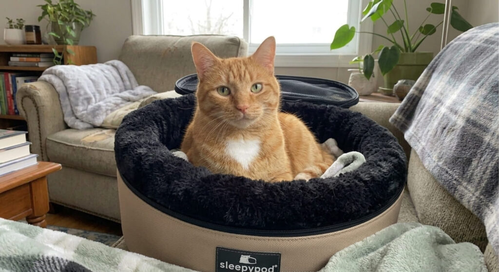 Top-loading and seatbelt safety features on the best cat carriers for nervous cats.