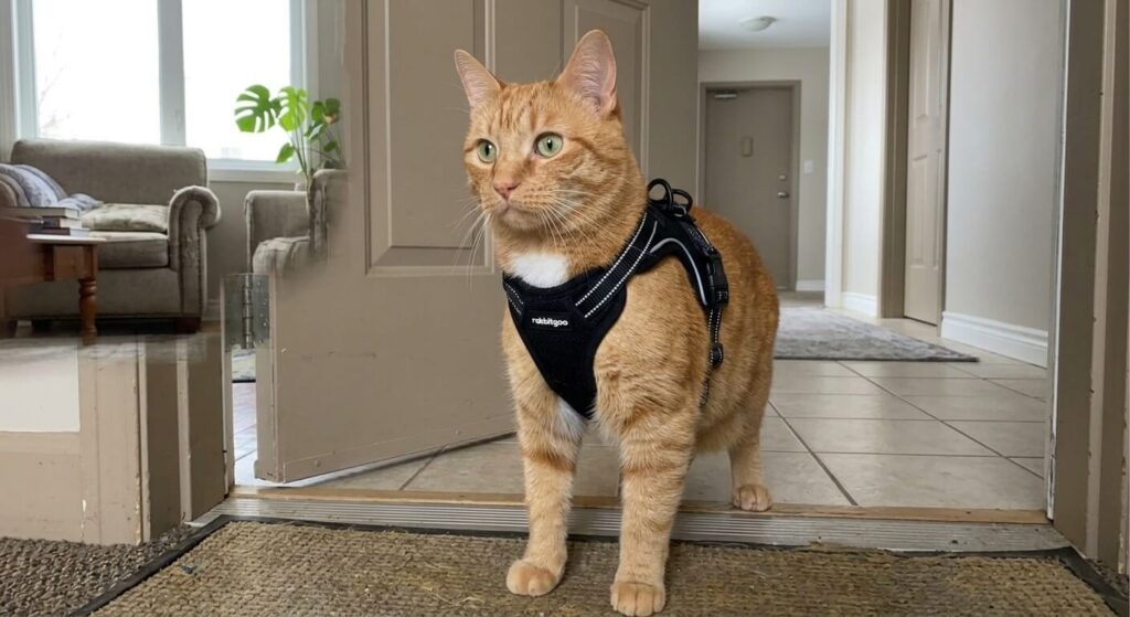 Detailed escape-proof buckle on the best cat harness and leash for indoor cats