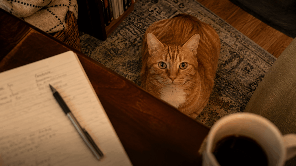Oliver the orange tabby cat illustrating the question: why does my cat stare at me