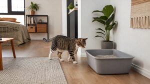 litter box placement in a studio apartment away from cat food and water